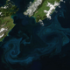Image for article titled The surreal swirls of ocean plankton blooms, seen from space